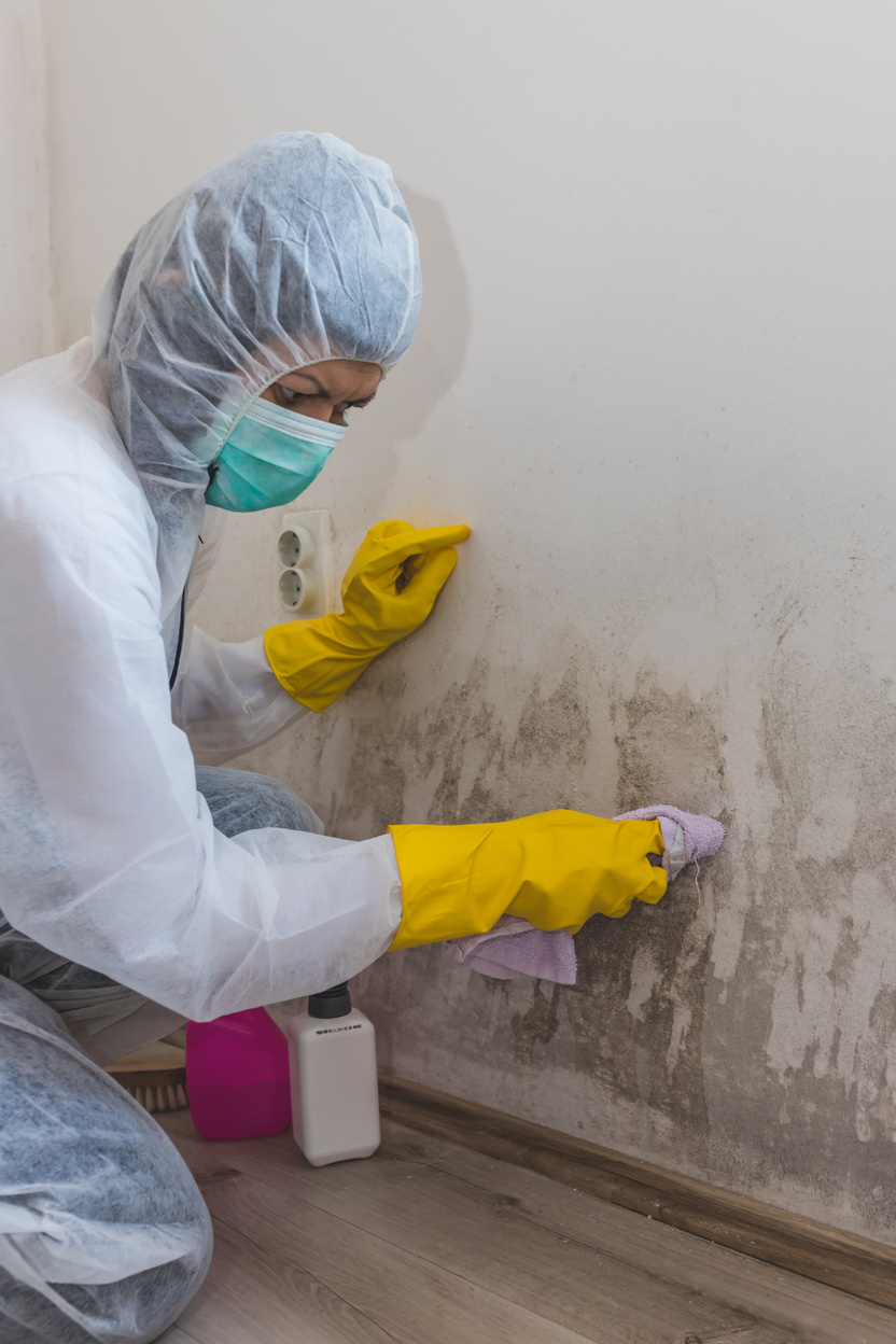 Woman of cleaning service removes mold from wall using spray bottle with mold remediation chemicals